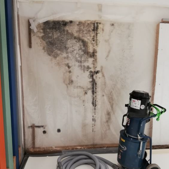 Der Schimmelbefall an der Wand stellt eine Gesundheitsgefahr dar und muss zeitnah fachgerecht beseitigt werden.